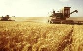 De acuerdo con cálculos de la FAO, los precios de los cereales registraron un incremento de 7,1 por ciento.