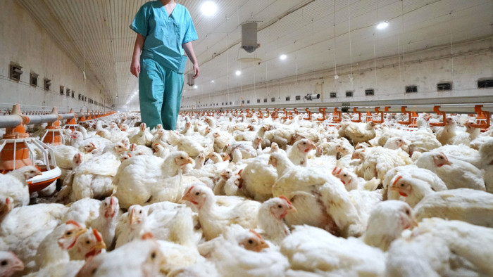 La jefa de Rospotrebnadzor precisó que actualmente la gripe H5N8 solo puede transmitirse entre las aves y de un animal de corral a los seres humanos.