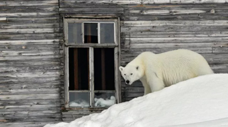 Los osos polares son conocidos por su curiosidad, la mayoría del tiempo se les ve husmeando con sus narices y acercándose a todo lo que les llama la atención.