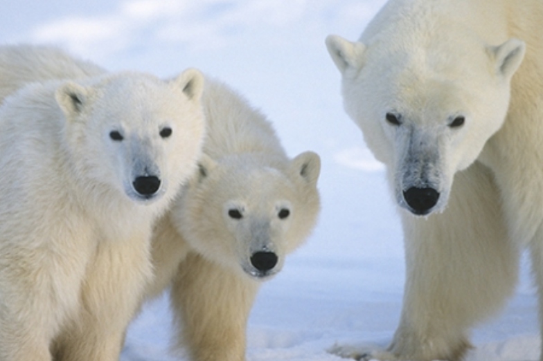 La familia de osos polares disfruta de juntarse en el hielo, acurrucarse junto a la madre y atender a cualquier situación que pueda ocurrir a sus alrededores. 