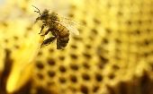 Las abejas cumplen un papel fundamental en el ciclo de la vida, polinizan innumerables plantas, flores y vegetaciones.