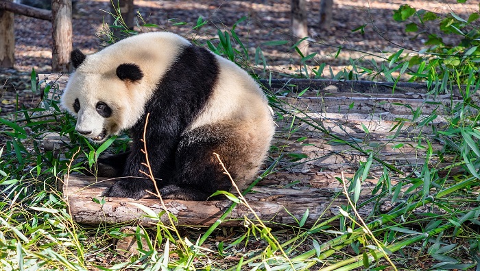 El censo más reciente realizado por las autoridades chinas registra un total de 1.800 pandas que viven en estado salvaje.