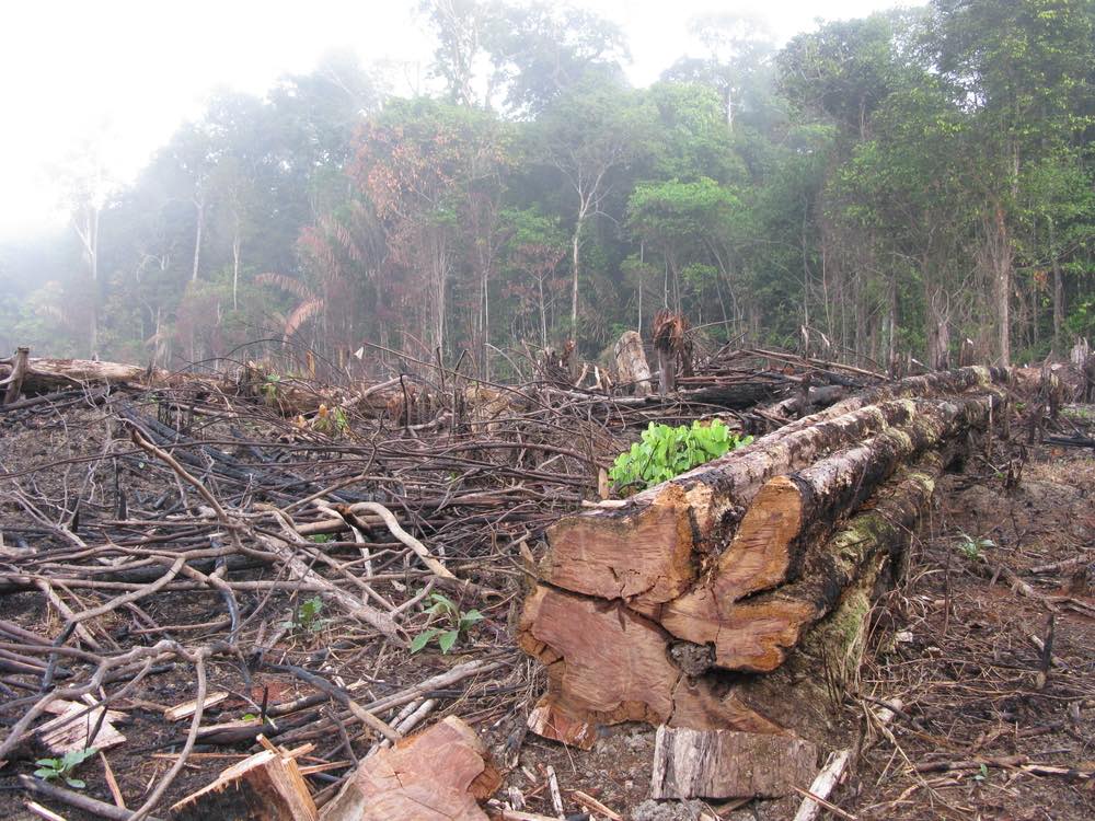 La Amazonía ha perdido 92.3 hectáreas de bosque en los últimos 30 años.