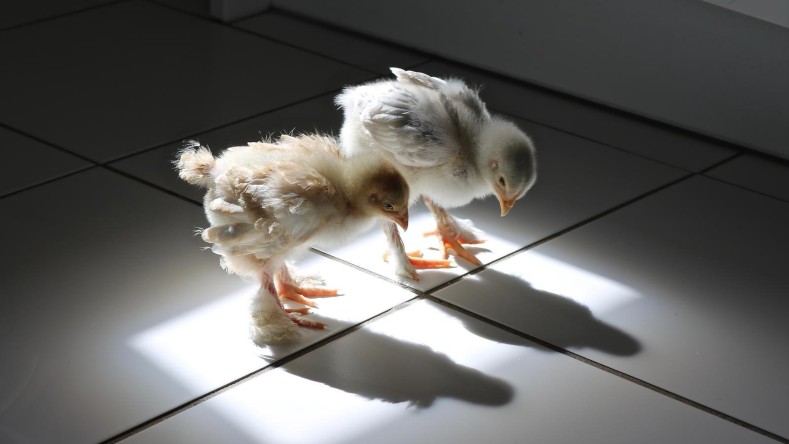 Cutie y Speedy son 2 polluelos nacidos de huevos colocados en una incubadora, pasaron sus primeras semanas en el interior y este es el día en que descubrieron su propia sombra.