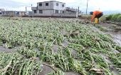Al menos 400 hectáreas de cultivos quedaron casi totalmente destruidas debido a las fuertes lluvias caídas desde octubre de 2021 hasta la fecha.