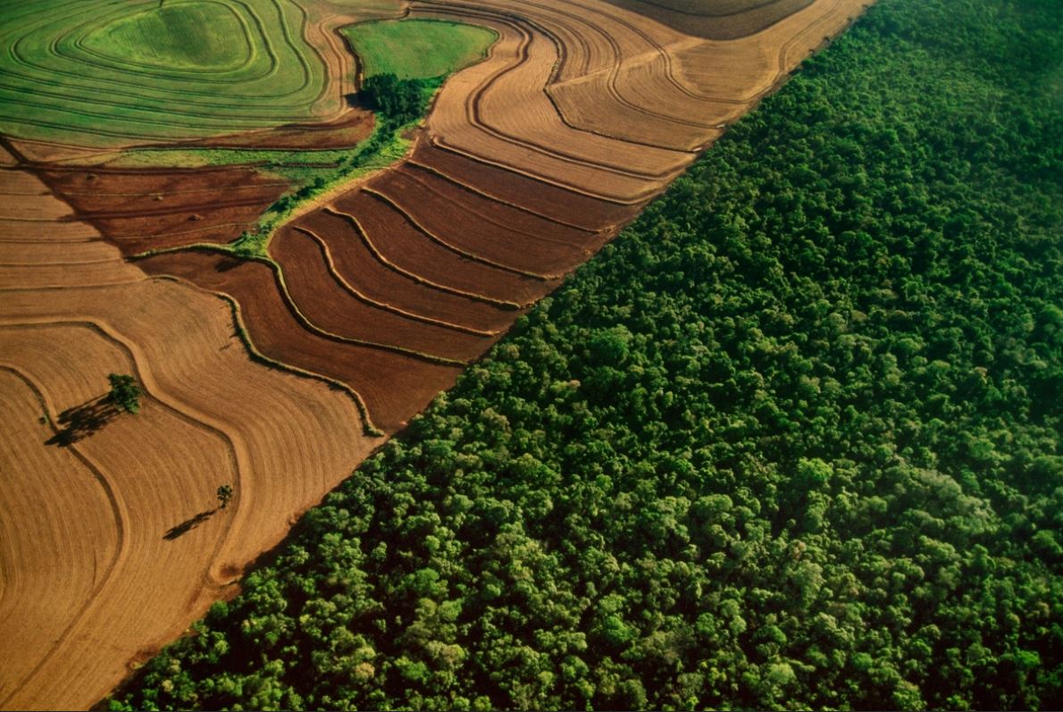 Deforestación masiva amenaza la vida de los bosques