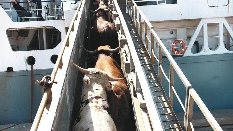 Los ganaderos españoles refieren que desde marzo Argelia impone trabas a la entrada de ganado vacuno vivo en su país.