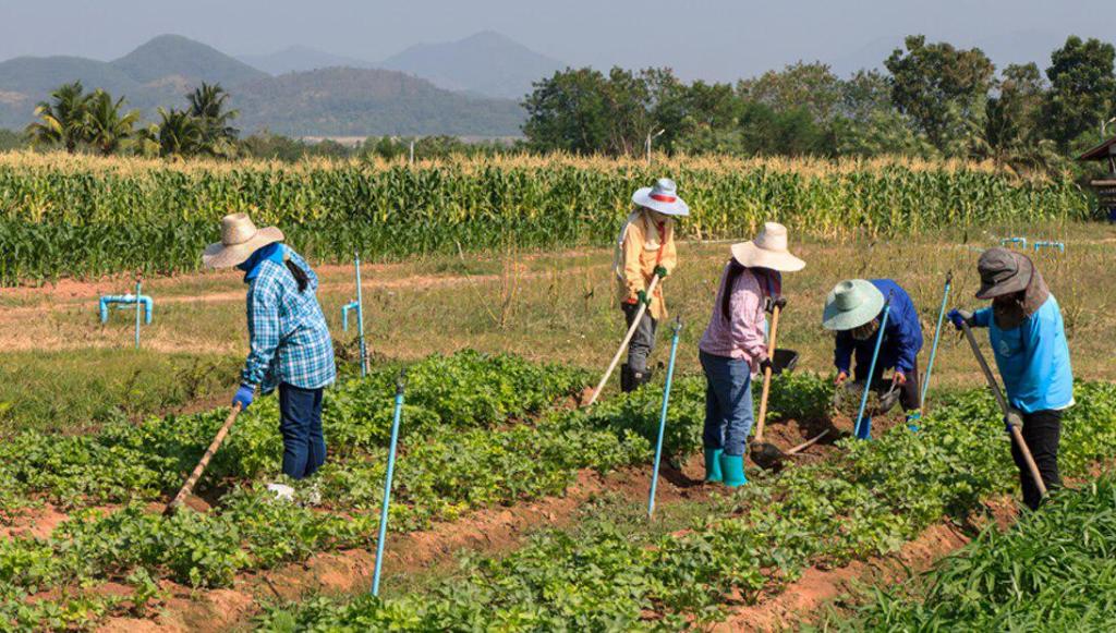 El fortalecimiento de la agricultura familiar y el comercio intrarregional emergen como alternativas agrícolas para avanzar en materia de seguridad alimentaria.