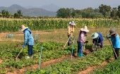 El fortalecimiento de la agricultura familiar y el comercio intrarregional emergen como alternativas agrícolas para avanzar en materia de seguridad alimentaria.