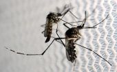 El Ministerio de Salud constató que desde enero a marzo de 2022 se registraron en el estado de Pernambuco 5.902 casos de dengue.