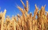 La ONU ya había sido alertada de que los inventarios mundiales de trigo han caído a su nivel más bajo desde 2008 debido a que el suministro de este cereal ha sido afectado por un suceso único en una generación.