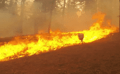 El McKinney es el mayor incendio forestal de California en lo que va de 2022.