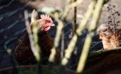 En 2022 se han detectado en España 36 focos de gripe aviar H5N1 en aves de corral.