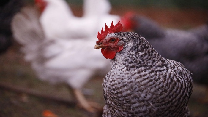 Datos oficiales indican que Ecuador cuenta con unos 263 millones de pollos y 16 millones de aves ponedoras.