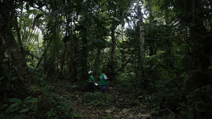 Detener la deforestación y la degradación de los bosques como un objetivo vital para la supervivencia de los ecosistemas.