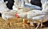 Este tipo de gripe afecta principalmente a las aves domésticas y es considerada altamente mortal, de acuerdo con la OMS. 