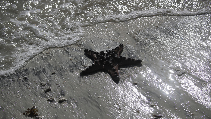 Según plataformas locales el petróleo volvió a derramarse en la playa de Kimi Ibayo en Pola, Mindoro Oriental.
