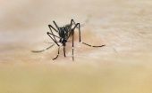 En los últimos 21 días se cuentan 14.588 casos de chikungunya, 515 de dengue y 15.534 sospechosos