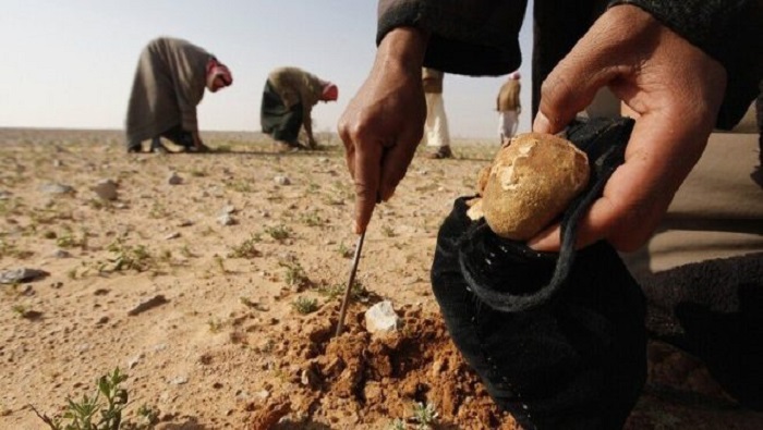 La recolección de trufas resulta un medio de subsistencia en Siria; 1 kilogramo puede llegar a costar 27 euros y la misma cantidad alcanza la cifra de 66 euros en la capital.