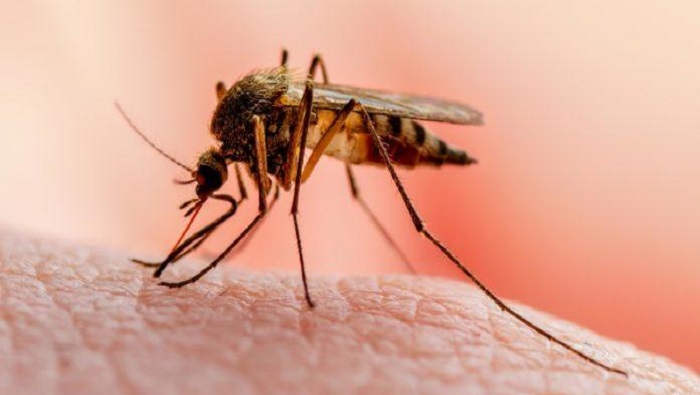 Para la semana 17 se reportaron cinco casos de malaria en el cantón de Limón.