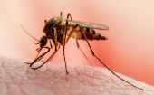 Para la semana 17 se reportaron cinco casos de malaria en el cantón de Limón. 