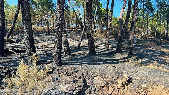 El Sistema de Información Europeo de Incendios Forestales (Effis) indica que representan más de 12.000 hectáreas.