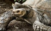 Debido a factores como el cambio climático, la contaminación ambiental y la caza furtiva las tortugas están en peligro.