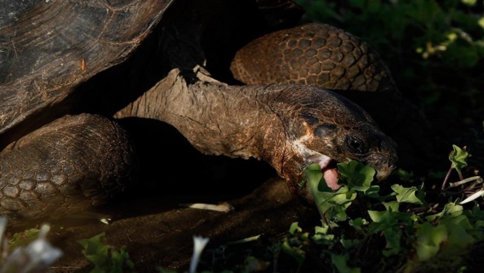 Dentro de las especies más representativas del archipiélago están las tortugas gigantes, que dan al parque su nombre.