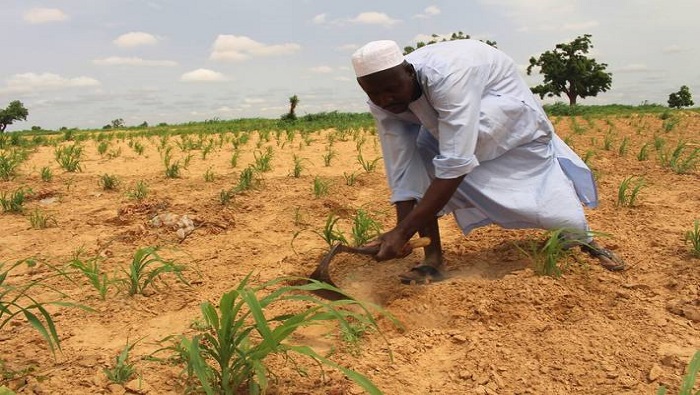 La producción de alimentos en Nigeria se ha visto afectada por el efecto combinado del cambio climático, la creciente amenaza de plagas, la violencia y otros factores.