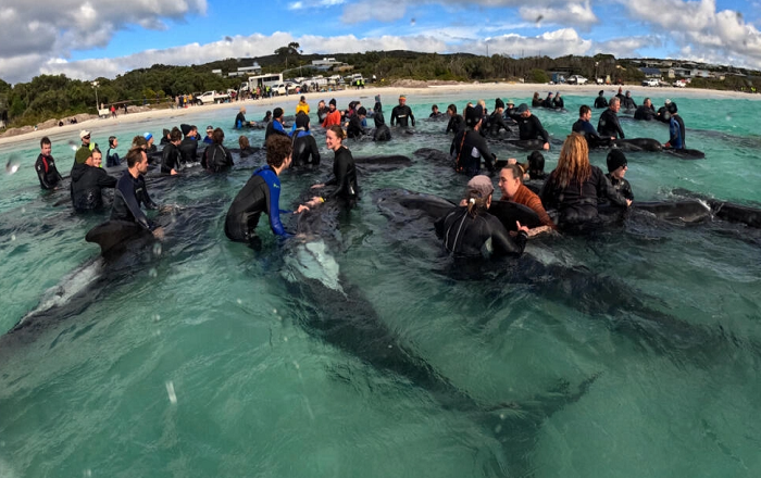 El fenómeno de ballenas pilotos y otros mamíferos marinos que encallan en playas es común en Australia y Nueva Zelanda.