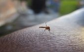 Las autoridades sanitarias llamaron a la población a evitar los criaderos del mosquito para combatir el aumento de los casos de la enfermedad.