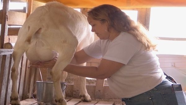 Yesenia Lucena ordeñando cabras. Ella estudió para especializarse como capricultora. Junto a su familia, proporcionan a las cabras el cuido completo; cada tres meses les dan sus vacunas y cumplen con un estricto control sanitario.