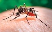 Para contrarrestar las cifras de afectados el Ministerio de Salud de Paraguay insiste en la eliminación de criaderos de mosquitos 