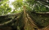 "La idea fundamental es incentivar la conservación y desalentar fuertemente la deforestación y la degradación forestal", informó el Ministerio del Medio Ambiente de Brasil (MMA).