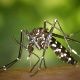 An Asian tiger mosquito that transmits dengue and yellow fever.