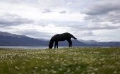 Al menos 156 caballos con sintomatología clínica de la enfermedad murieron en Uruguay y otros 61 confirmados como positivos también perdieron la vida.