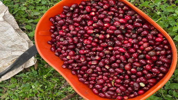 El país suramericano quiere volver a posicionarse en el mercado mundial del café, con más de 220.000 hectáreas cultivadas y 420 marcas en todo el territorio.