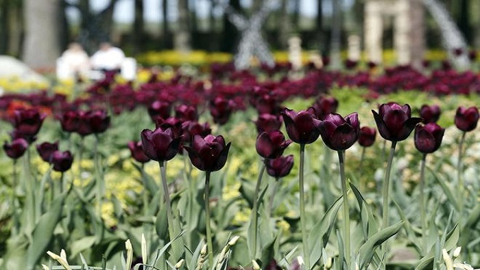 Celebran Festival de Tulipanes y Flores de Primavera en Lituania