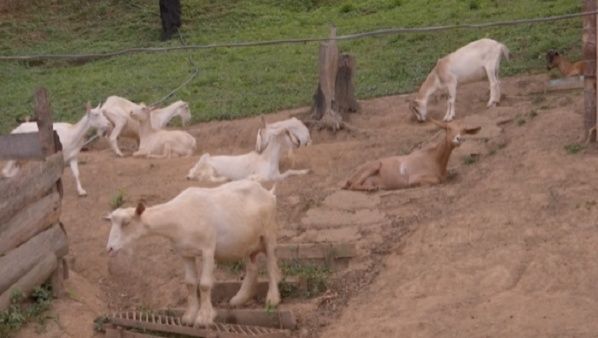 Venezuela rebaño cabras